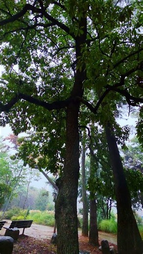 Under the Shelter of Old Trees 🌳 | 비 내리는 숲, 커다란 나무가 건네는 위로