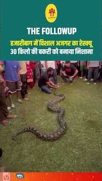 हजारीबाग में विशाल अजगर का रेस्क्यू, 30 किलो की बकरी को बनाया निशाना