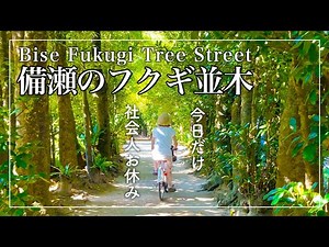 【備瀬フクギ並木】緑のトンネルと海を眺めるのんびり散策🌺｜Okinawa vlog｜沖縄県本部町・備瀬のフクギ並木
