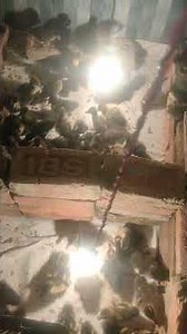 Day 6 Duck brooding 🦆 night ( How to make duck brooding?🦆