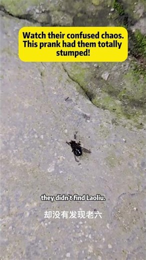 Ant Prank