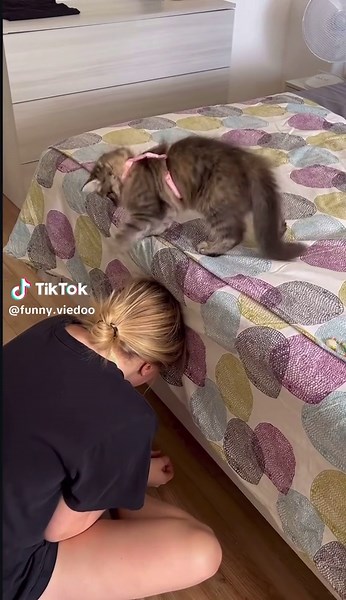 Enjoy Hilarious Cat Comedy Live with Friends