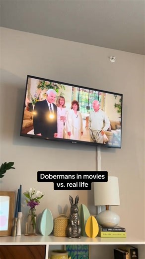 Just found this video from last spring, I love seeing Dobermans in movies #dobermanpinscher #doberman #bullmastiff #fatherofthebride #dogtok #doberma | Tito the Doberman