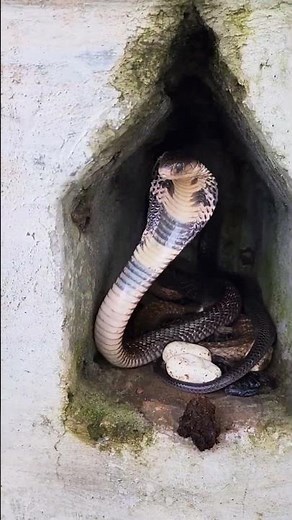 Nature’s Mystery: Cobra Snake and Its Eggs Revealed