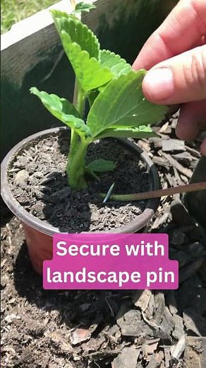 Growing Strawberries from Runners - Easy Strawberry Propagation Tutorial