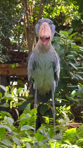 Shoebill stork 🦤 | The Shoebill World