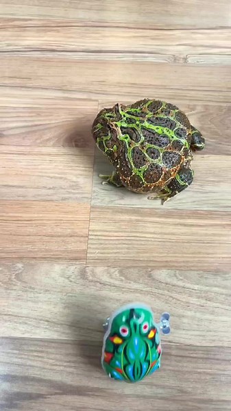 The horned frog seems angry.🤔 #hornfrog #frog #pet