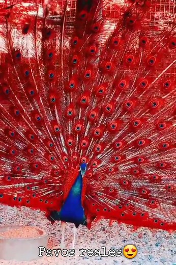 Maravillas de la naturaleza🥰🥰 #animales #naturaleza | Gifs e imagenes para compartir en tu muro, Gif Lovers.