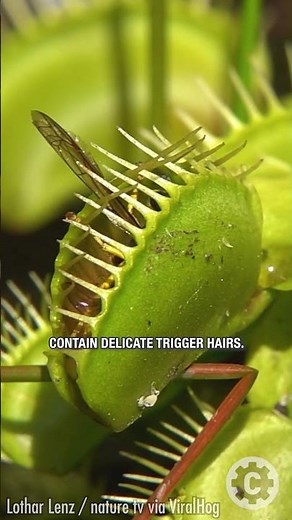 Up Close with a Venus Flytrap: The Deadly Beauty in Action