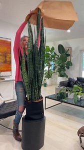The taller the better! Planterina! #homedecor #planterina #plantcare #indoorplants #diy #plants #fbreels #reels | Planterina