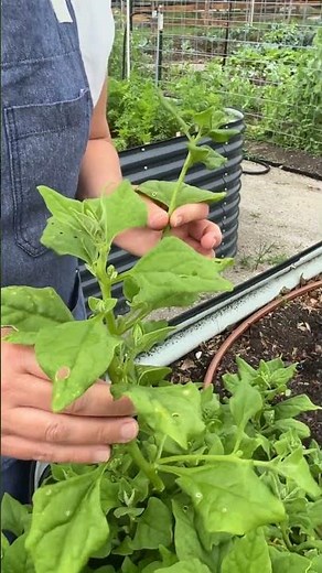 New Zealand Spinach! 🌿