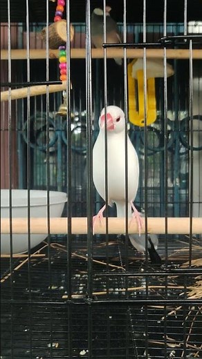 Java Sparrow singing