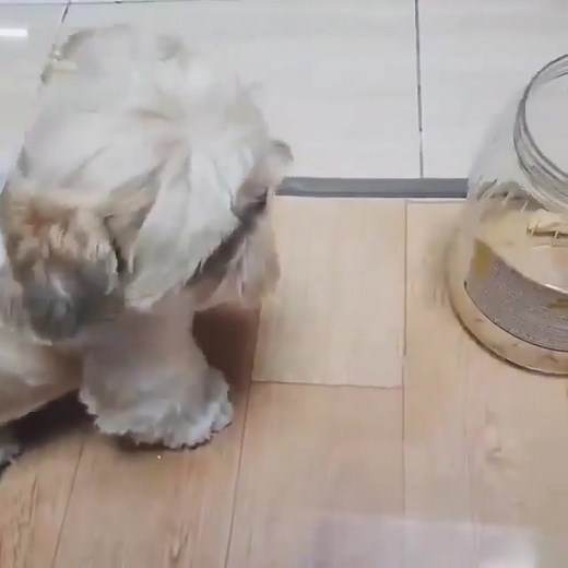 60 reactions | "From nap mode to play mode in 0.5 seconds  #ShihTzuLife #DogVideo #PuppyLove" | Natasha Rose | Facebook