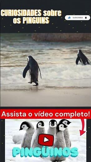 Penguin Facts Part 4 #penguin #birds #animal #animals