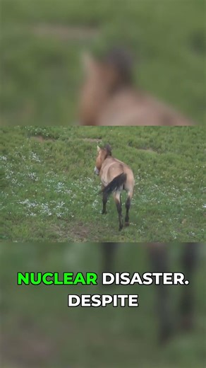 Chernobyl's Mutant Animals: An Eerie Revolution