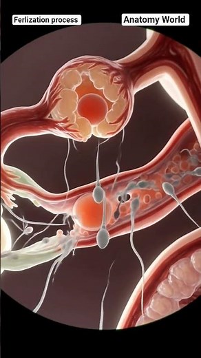 Ferlization process | sperm swimming in to form new Life | Anatomy World Ai