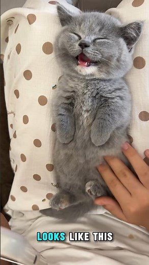 Adorable Gray Kitten Sleeping | lDreaming of Becoming President or Just Tired of Life? #shorts