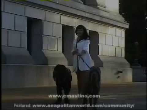 Hot Girl Walks Huge Dogs
