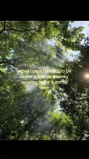 Specifically a willow tree #tree #nature #summer #sun #peace