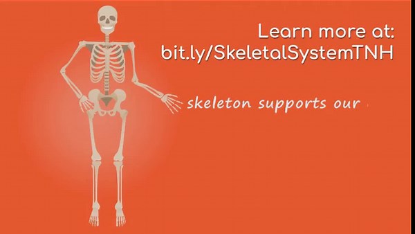 Anatomy of the Human Body ~ The Skeletal System for Kids Activities & Printables https://www.thenaturalhomeschool.com/anatomy-of-the-human-body-the-skeletal-system-for-kids-activities-printables.html | The Natural Homeschool