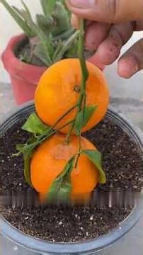learn easy way to propagate orange tree from seedling or grafting