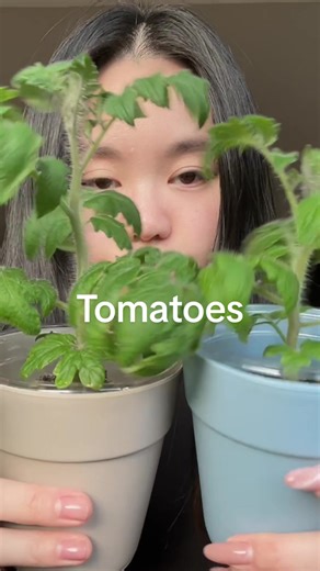 Saw a video a few months ago about fertilizing seedlings 🌱 It’s not necessary, you can def do it…😬 Here are my window sill tomatoes doing just fine with and without it 🍅😌✨ #windowsillgarden #tomatoes #gardening #plants #plantsoftiktok