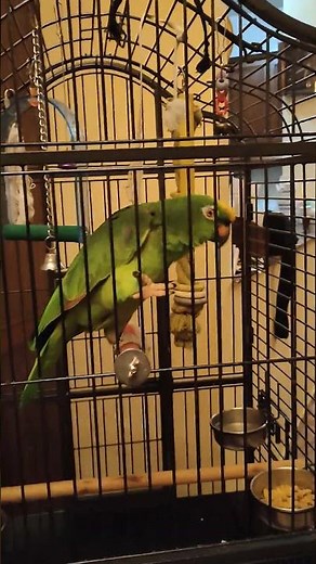 Cute Yellow-Crowned Amazon Parrot Singing || ViralHog