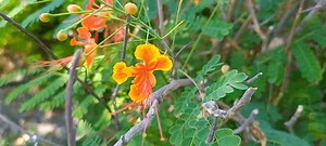 Caesalpinia Pulcherrima Species Flowering Plant Pea Stock Footage Video (100% Royalty-free) 3637971913 | Shutterstock