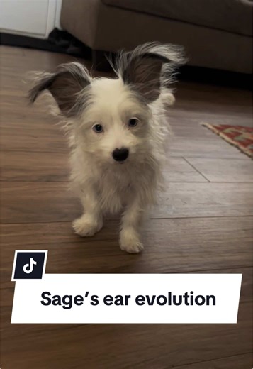 Sage's Ear Evolution: Watch Her Grow