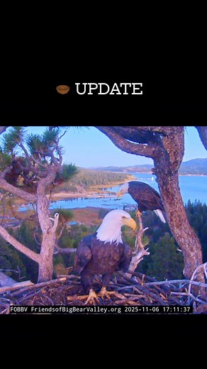 Nest Update Jackie & Shadow - BBV Season 2025-26 #BigBearEagles #NatureWatch #eagles #baldeagle #EaglesNation #FOBBV #everyonefollowers #highlights #everyonehighlights #everyonefollowers #everyoneactive #NestUpdate #wildlife #Update 🎥 Courtesy of FOBBV | Nature & Wildlife