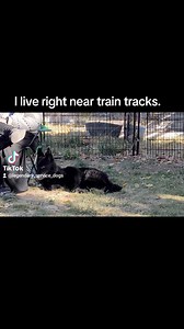 Dogs And Trains. | Legendary Service Dogs