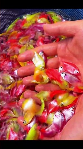 Collecting My Beautiful Fish 🐟🌿 — A New Beginning in My Aquarium 💧✨