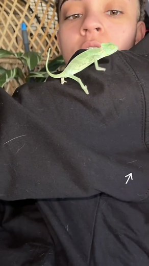 Reply to @c.ballesteros25 #WeirdPets #fyp #foryou #xyzbca #chameleon