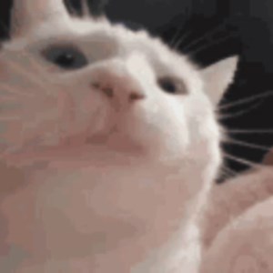 ImCatJam - Twitch