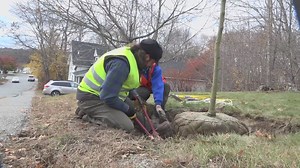 Tree planting project takes root in Ellsworth