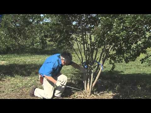 Pruning Crape Myrtle
