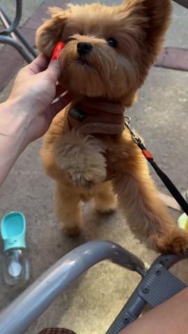 Tiny Pomapoo Barney shows his calm and adorable side