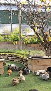 651K views · 16K reactions | C'Mon on let's help Dad get the food bucket | GuineaVale | Facebook