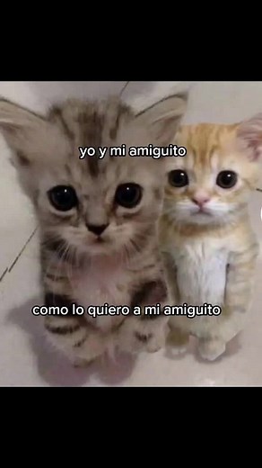 Expressing Friendship: Amigos Meme Compilation