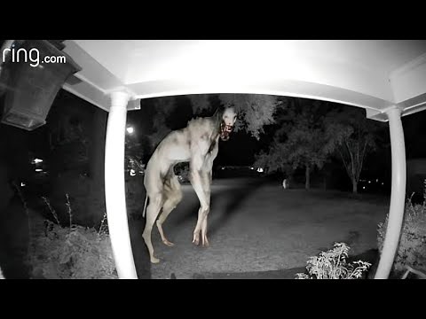 Terrifying Unknown Mutant Creatures Caught on Video