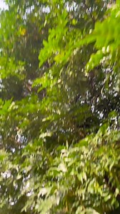 231K views · 8.1K reactions | Bampere inzimano : Megane Anne Carlene Irakoze Roxane Roxy Inette Cletta Nishimwe Gretta Ingabire #ibirezivyomwihunja #akarangamwihunja | Club Culturel Ihunja | Facebook