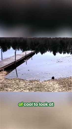 Close Encounter with a Muskrat on Northern Adventure!