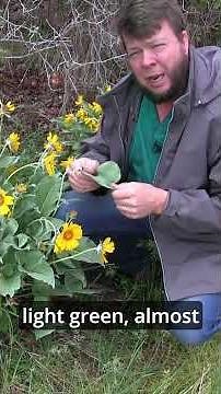 The most Beautiful remedy you will ever see!