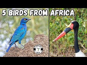 5 Birds from Africa Identified