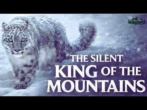 SNOW LEOPARD | IRBIS ─ Hunter of the World’s Highest Peaks.