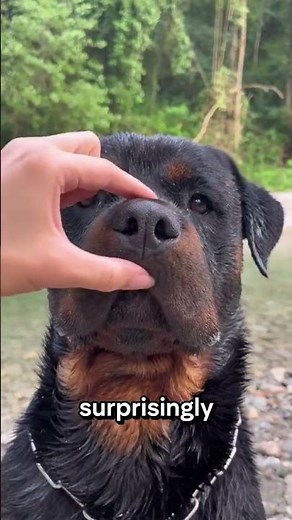 The Rottweiler is a breed of domestic mastiff type dog, regarded as medium-to-large or large.