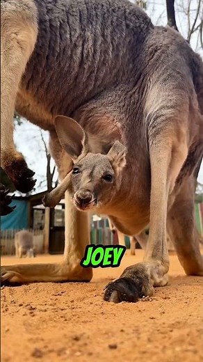 How a newborn kangaroo survives without help #animals #wildlife #shorts