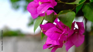 beautiful brightly colored flowers in the breeze