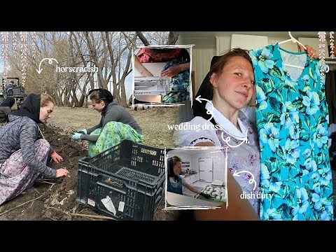 Spring work on a Hutterite colony | horseradish + rainy days & wedding dresses...vlog 192
