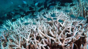 Warm seas threaten Great Barrier Reef